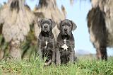 CANE CORSO 389